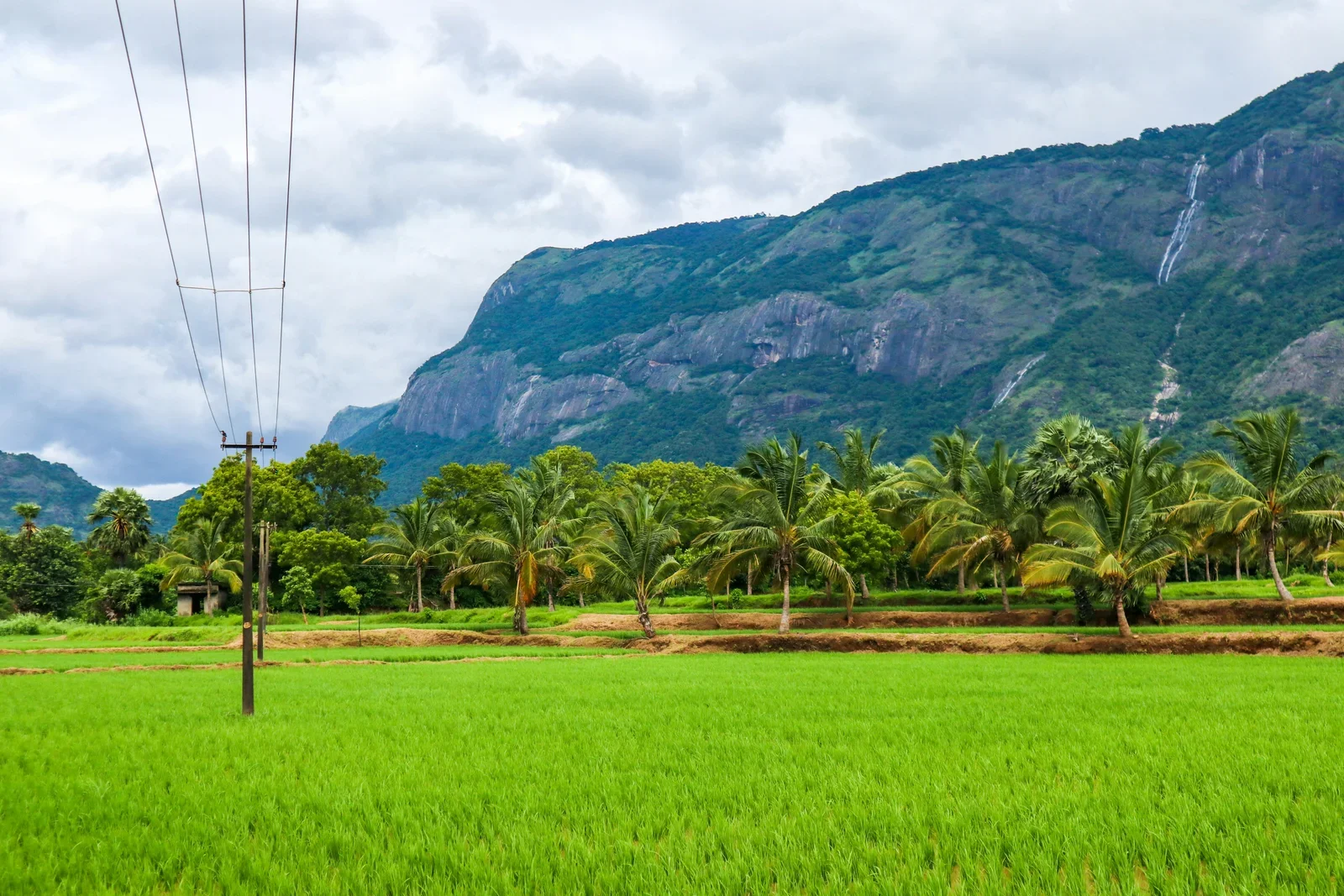 Classic Kerala Tour with FREE Visit to Tea Estate