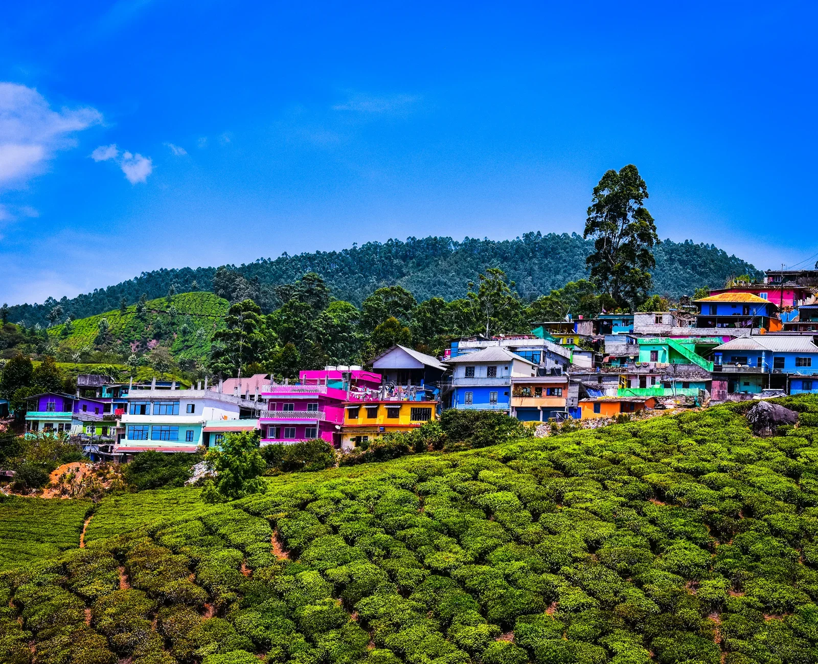 Munnar Weekend Escape from Chennai